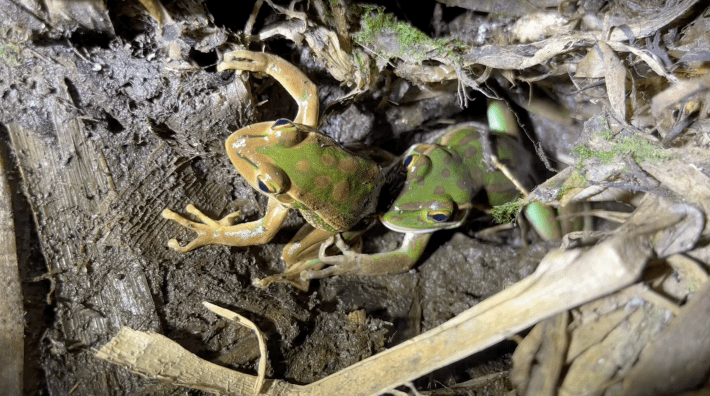 an adult female green and golden bell frog attempting to cannibalize an adult male